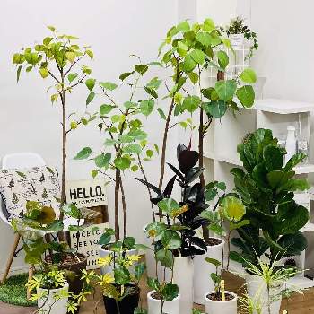 インドボダイジュの育て方 日当たりや水やりの加減は Greensnap グリーンスナップ インドボダイジュの育て方 日当たりや水やりの加減は Greensnap グリーンスナップ