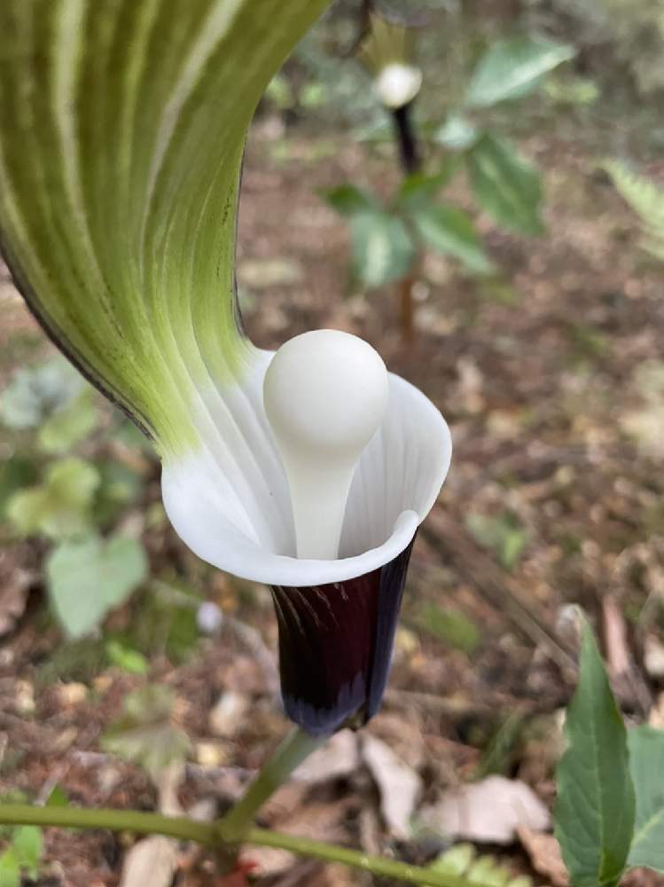 ユキモチソウの投稿画像 By みゅんさんさん 山野草 21月4月7日 Greensnap グリーンスナップ