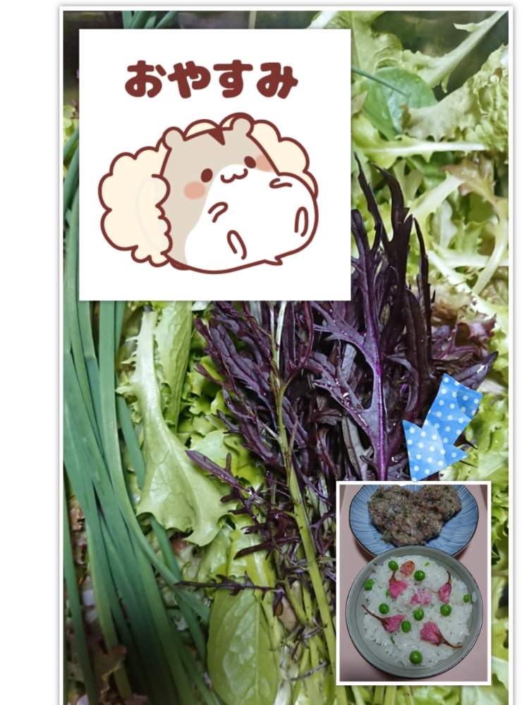 三つ葉の収穫の投稿画像 By 苺さん プランターとおうち園芸とあさつきの収穫とガーデンレタスの収穫とお家で栽培とプランター植え 21月4月7日 Greensnap グリーンスナップ