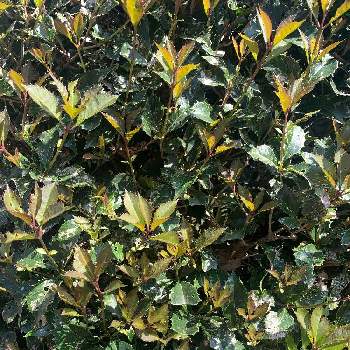 ヒイラギモクセイの投稿画像一覧 Greensnap グリーンスナップ