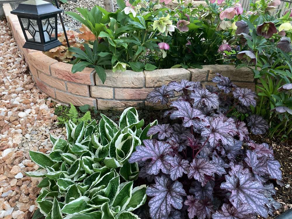 ギボウシの投稿画像 By Aiさん クリスマスローズとヒューケラとヒューケラ ドルチェと小さな庭とdiyと花壇とdiyと花壇 21月4月7日 Greensnap グリーンスナップ Greensnap グリーンスナップ