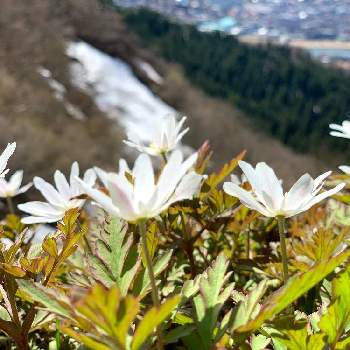 坂戸山の画像 by ヤマとハナさん | お出かけ先とキクザキイチゲと花のある風景と山野草と坂戸山と山の花とハイキング・登山と豪雪地帯と里山と登山