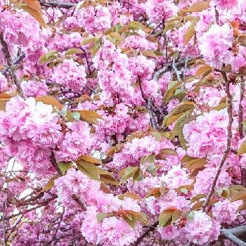 亀戸中央公園の画像 by コマさんさん | お出かけ先と八重桜満開と亀戸中央公園