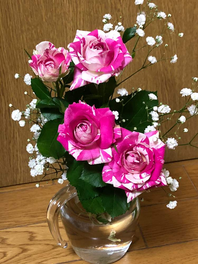 アキレア ノブレッサの投稿画像 By わこさん バラと部屋と切り花と切り花 21月4月7日 Greensnap グリーンスナップ Greensnap グリーンスナップ
