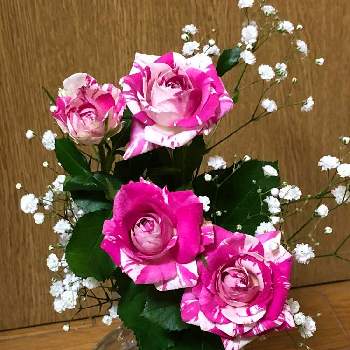 アキレア ノブレッサの投稿画像一覧 Greensnap グリーンスナップ