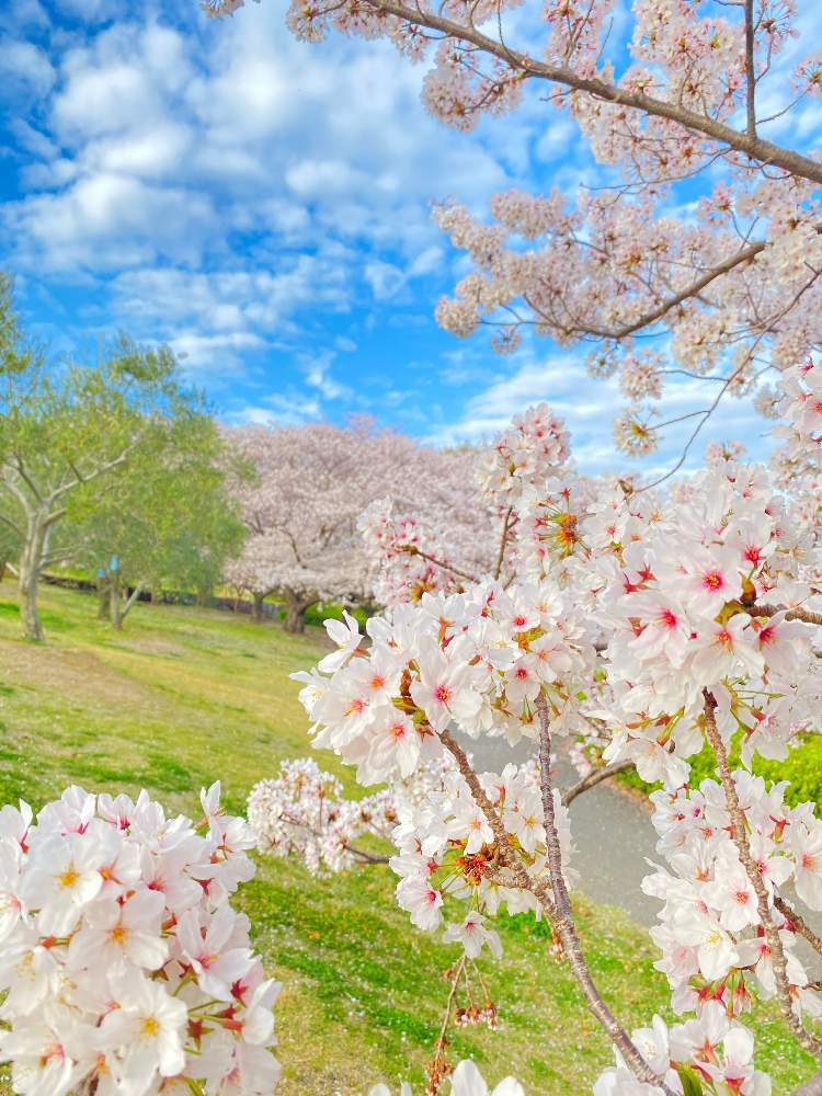 ソメイヨシノの投稿画像 By おちょさん 空がきれいですと桜 ソメイヨシノと小豆島オリーブ公園ときれいな色と春の景色と空仲間ときれいな景色ととても綺麗とサクラ とお出かけ先にて 21月4月8日 Greensnap グリーンスナップ