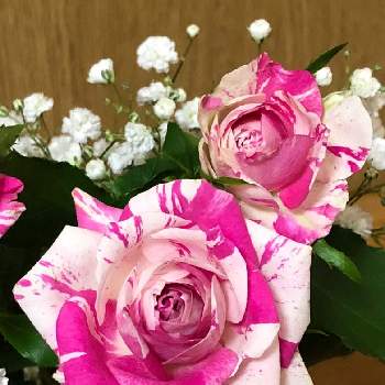 アキレア ノブレッサの投稿画像一覧 Greensnap グリーンスナップ