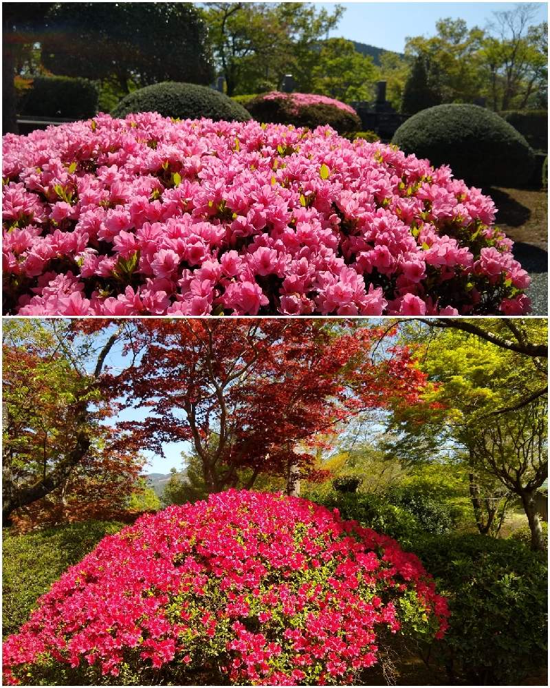 ツツジの投稿画像 By 合歓の木さん 花のある暮らしとお花満開 と M Family 21月4月8日 Greensnap グリーンスナップ
