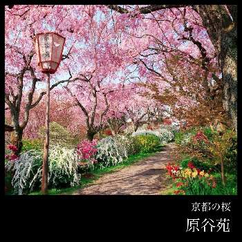 京都の桜の投稿画像一覧 Greensnap グリーンスナップ