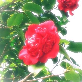南蛮紅の画像 by せーらさん | お出かけ先とツバキと南蛮紅とツバキの花と癒しと花木とこんな時こそ花をとコロナに負けるな！と散策とツバキ品種と春の花！と赤い花と花のある暮らしと南蛮紅  椿