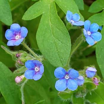 大瑠璃草の投稿画像一覧 Greensnap グリーンスナップ 大瑠璃草の投稿画像一覧 Greensnap グリーンスナップ