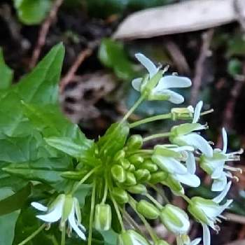 わさびの花の投稿画像一覧 Greensnap グリーンスナップ