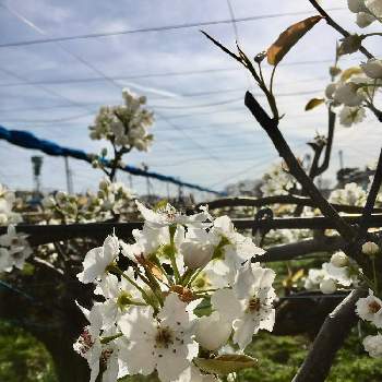 梨の花の投稿画像一覧 Greensnap グリーンスナップ