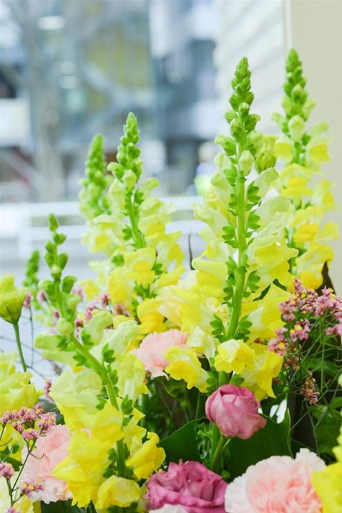 キンギョソウの投稿画像 By 騎馬隊さん 切り花と花束と花のある暮らしと花屋 21月4月8日 Greensnap グリーンスナップ