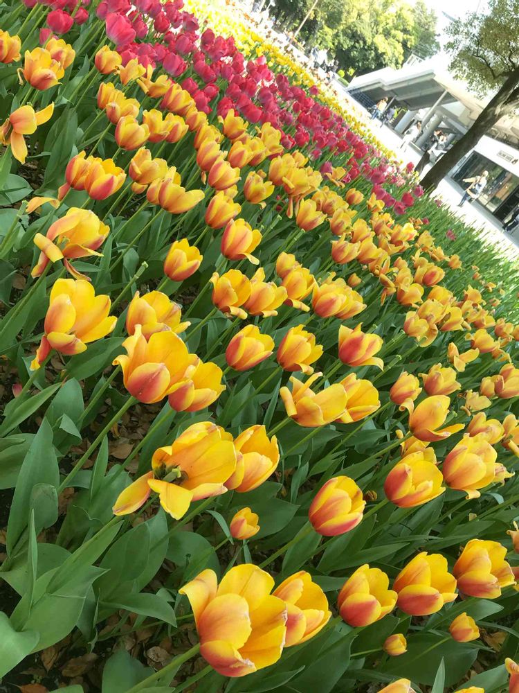 ユダコさんの横浜公園への投稿