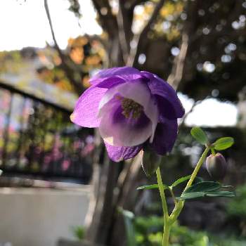 フウリンオダマキの画像 by グッチさん | アプローチとフウリンオダマキと白色の花と紫色の花と藤色の花とおうち園芸