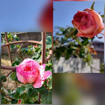 バラ　オーブの画像 by さくらさん | 小さな庭とお花を楽しむとばら バラ 薔薇と花が咲く笑顔咲く PWフォトコン2021~キュン♡した瞬間部門~とバラ・ピエールドゥロンサールと癒しとピンク❤︎ピンクとおうち園芸とバラ　オーブといい香りと可愛いと花のある暮らしとバラを楽しむ