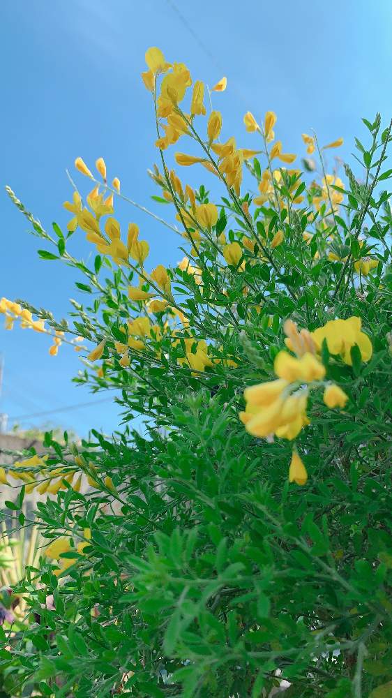 エニシダの投稿画像 By ヨウコさん 21月4月8日 Greensnap グリーンスナップ