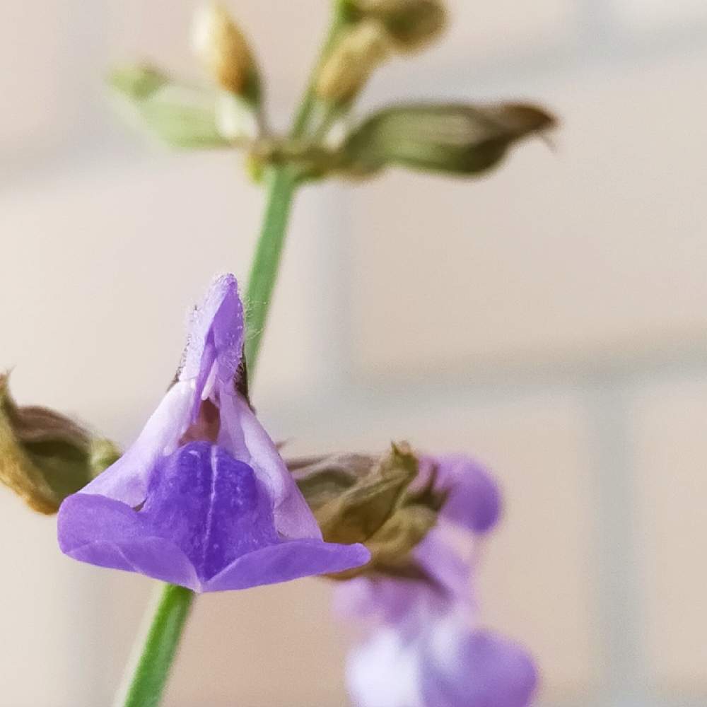 コモンセージの投稿画像 By 鈴木kremeさん 花が咲く笑顔咲く Pwフォトコン21 キュン した瞬間部門 21月4月8日 Greensnap グリーンスナップ