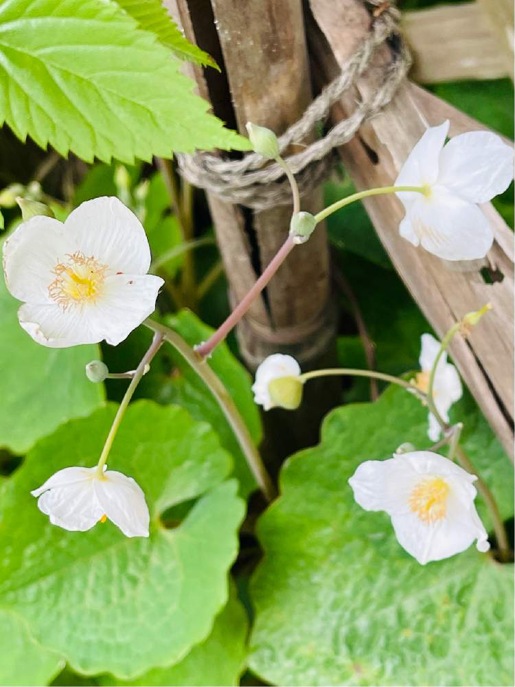 白雪芥子の投稿画像 By ピンクのサンダルさん シラユキゲシとご近所さんと俯いて咲いてる花とキュンキュン乙女倶楽部とオシャレと感謝とgs映えとやはり三密禁止と上品と祈りと白い花 21月4月8日 Greensnap グリーンスナップ