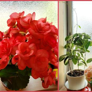ツタ植物の画像 by よさこいさん | 窓辺とジャスミンと室内と花のある暮らしとツタ植物