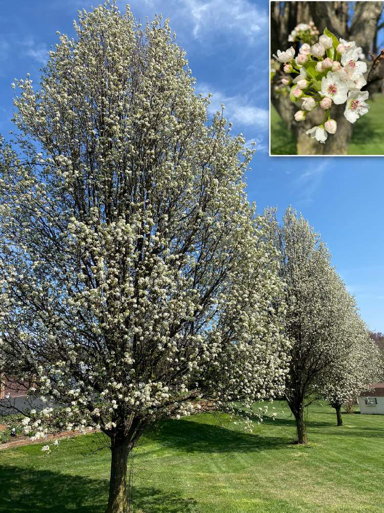 マメナシの投稿画像 By ミンティーさん 春の訪れと緑のある暮らしと庭の木と可愛いと花のある暮らしと白い花と緑のある生活と青空と臭い花 21月4月8日 Greensnap グリーンスナップ
