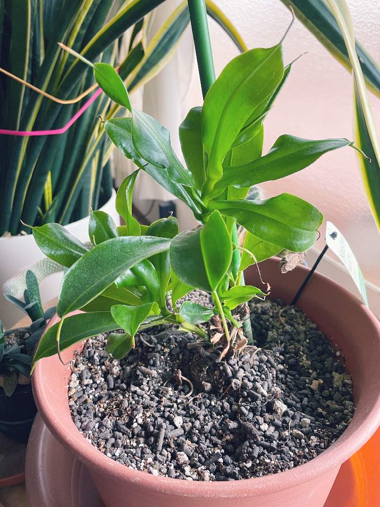 ネペンテスの投稿画像 By コルリさん 観葉植物と食虫植物とネペンテス属と剪定と食虫植物 ウツボカズラと花のある暮らしとウツボカズラ属 21月4月8日 Greensnap グリーンスナップ