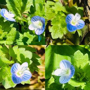 道端の草花の投稿画像一覧 Greensnap グリーンスナップ