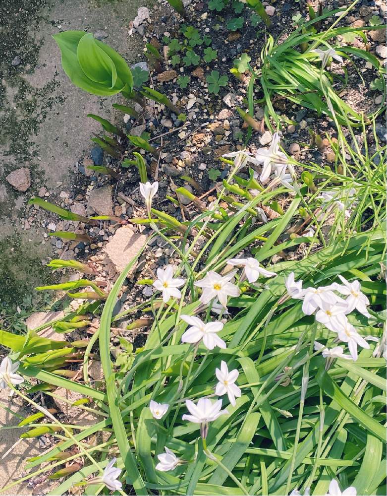 スズランの投稿画像 By Kyrtさん 季節の花と観賞用と花のある暮らしとおうち園芸 21月4月8日 Greensnap グリーンスナップ