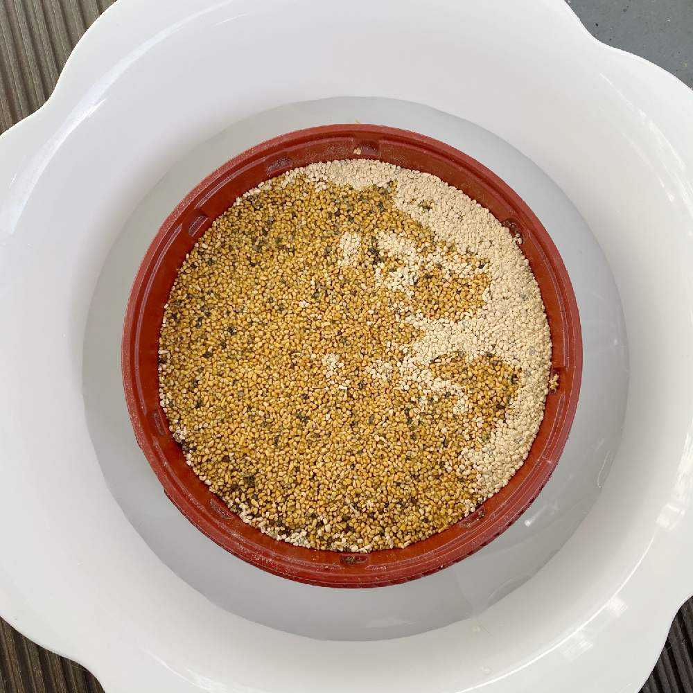 初めての実生にチャレンジ 𖧷 Greensnap グリーンスナップ