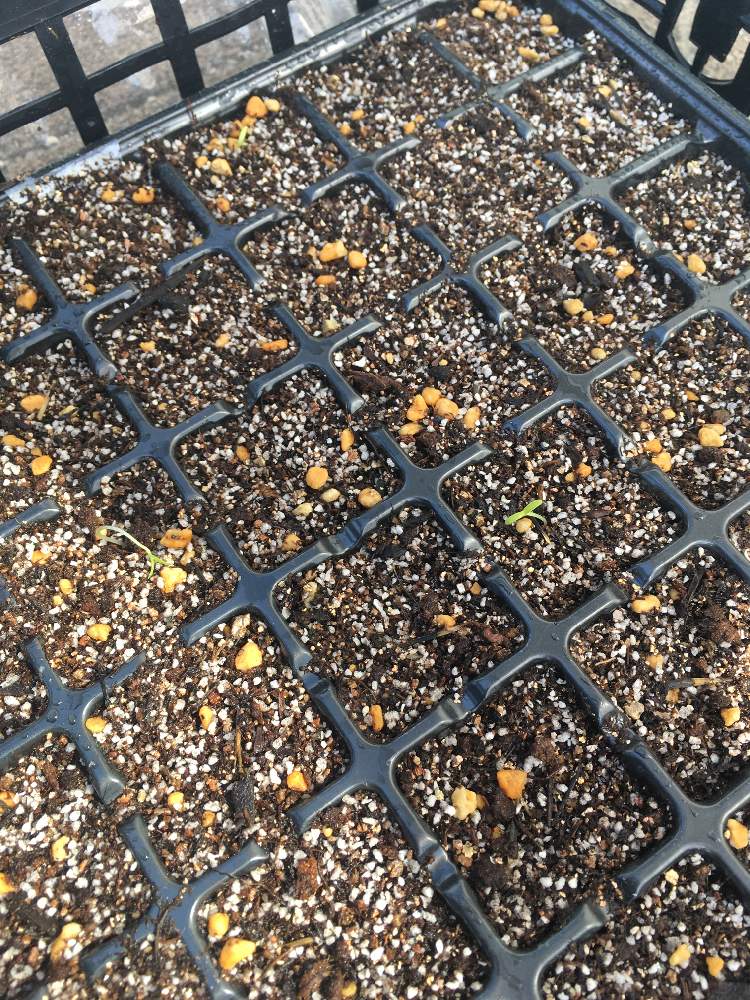 マリーゴールドの芽が出た🌱｜🍀GreenSnap（グリーンスナップ）