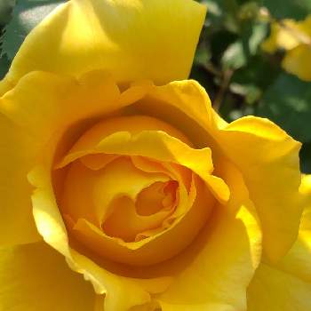 よそ様の庭の画像 by KARIRINさん | フェンスとよそ様の庭と黄色い花と散歩道と薔薇♪と良い香り