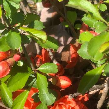 草木瓜(クサボケ)の画像 by あかべーさん | 小さな庭と草木瓜(クサボケ)と日本の風景と日本の植物たちとかわぃぃ。とバッチリと咲きました ♪と日本の花