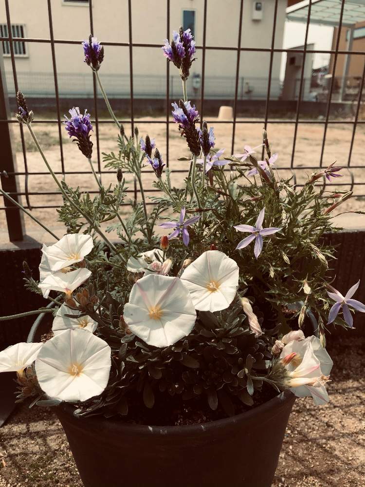 イソトマの投稿画像 By みーばーさん ラベンダーとコンボルブルス クネオルム 21月4月8日 Greensnap グリーンスナップ イソトマの投稿画像 By みーばーさん ラベンダーとコンボルブルス クネオルム 21月4月8日 Greensnap グリーンスナップ