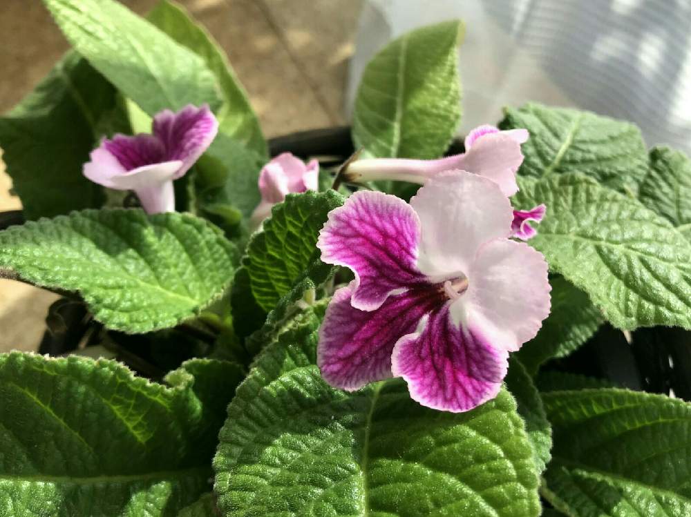 ストレプトカーパスの投稿画像 By ちー さん ストレプトカーパス キャンティと花のある暮らしと春のお花 21月4月8日 Greensnap グリーンスナップ