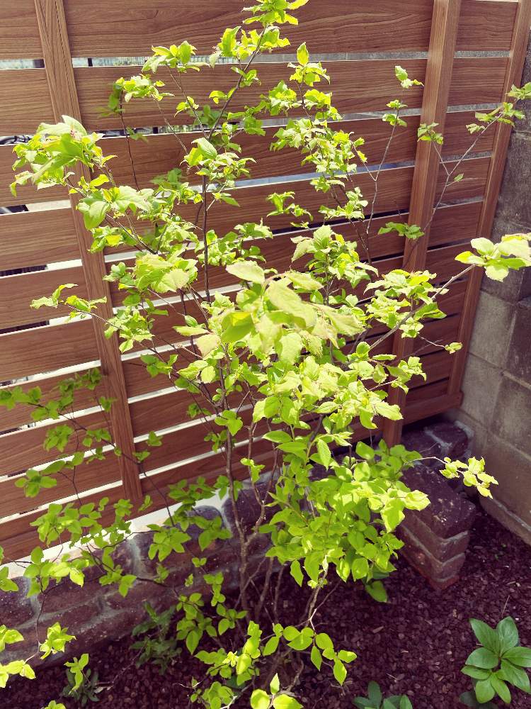 ナツハゼの投稿画像 By 花珠さん 21月4月8日 Greensnap グリーンスナップ