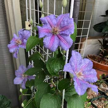 つる性植物の女王の投稿画像一覧 Greensnap グリーンスナップ つる性植物の女王の投稿画像一覧 Greensnap グリーンスナップ