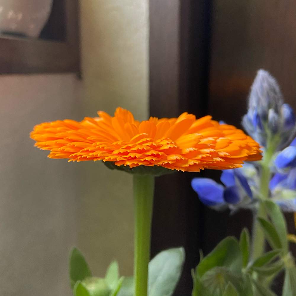 キンセンカの投稿画像 By パステルさん 切り花とビタミンカラーとオレンジの花 21月4月8日 Greensnap グリーンスナップ
