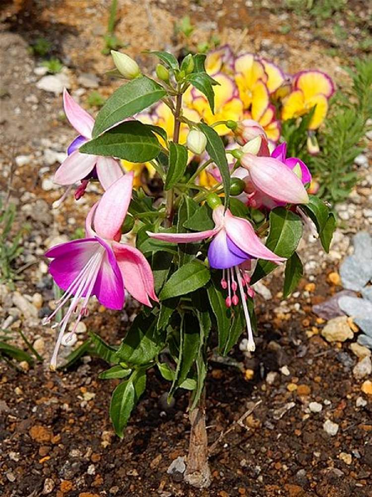 フクシアの投稿画像 By 瀬里奈 さん 花壇とガーデニングと花のある暮らし 21月4月8日 Greensnap グリーンスナップ