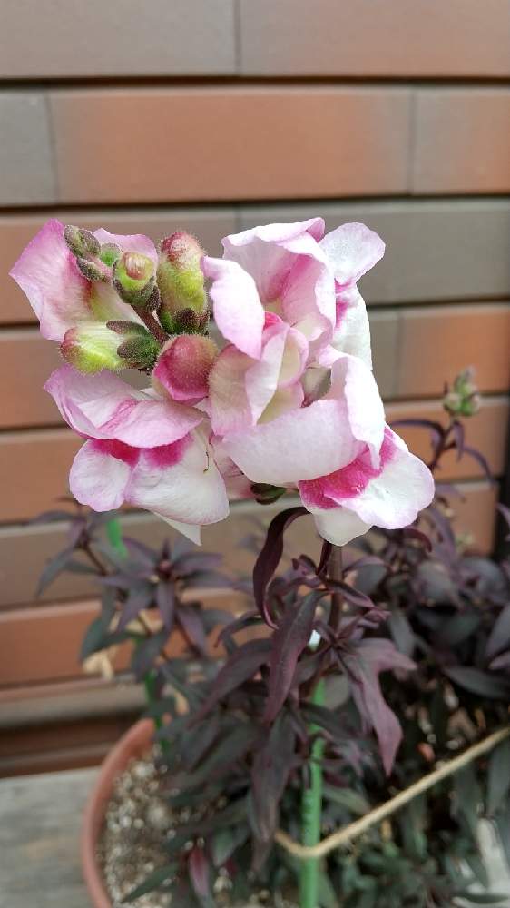 キンギョソウ ブロンズドラゴンの投稿画像 By みどりこさん 21月4月8日 Greensnap グリーンスナップ