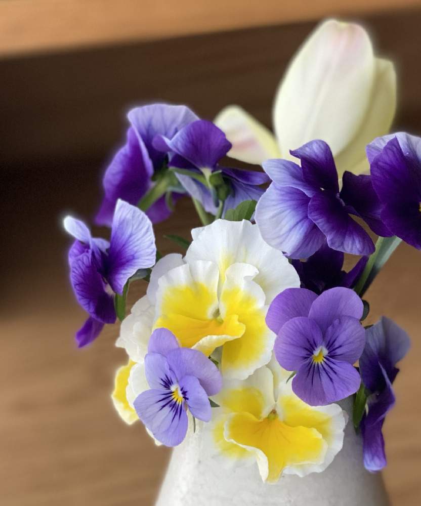ビオラの投稿画像 By Momoz Houseさん 神戸べっぴんさんパンジーと原種系チューリップ ホンキートンクとweekend Flowerとケーラーと春のリビングフラワーフォトコンとビオラ パンジーと生花の切り花と チューリップとオマジオと花のある暮らし 21月4月8日