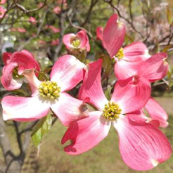 ハナミズキ 赤の投稿画像一覧 Greensnap グリーンスナップ