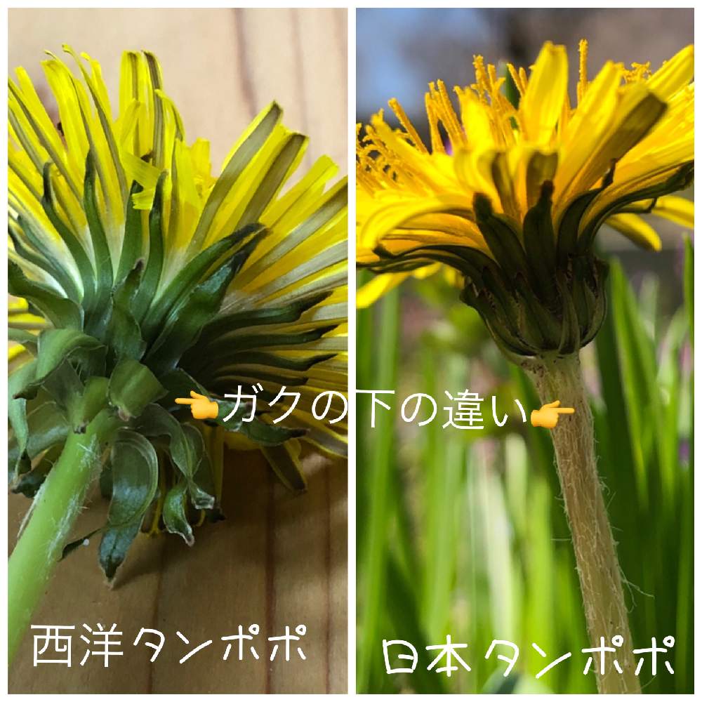 西洋タンポポの投稿画像 By さくらさん 日本タンポポ とお出かけ先と春の訪れと外来種と日本タンポポと春の訪れと外来種と日本タンポポ 21月4月8日 Greensnap グリーンスナップ Greensnap グリーンスナップ