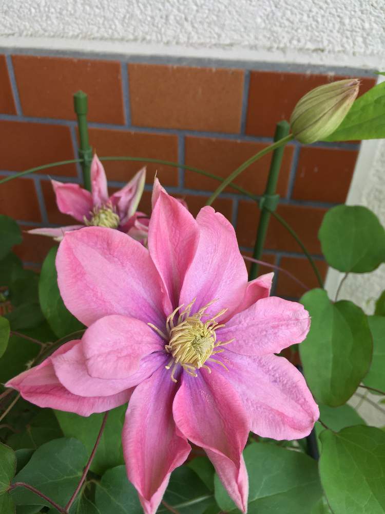 クレマチスの投稿画像 By しろちびさん クレマチスリトルマーメイドとピンクの花と花のある暮らしとクレマチス 鉢植えとクレマチス パテンス系 21月4月8日 Greensnap グリーンスナップ