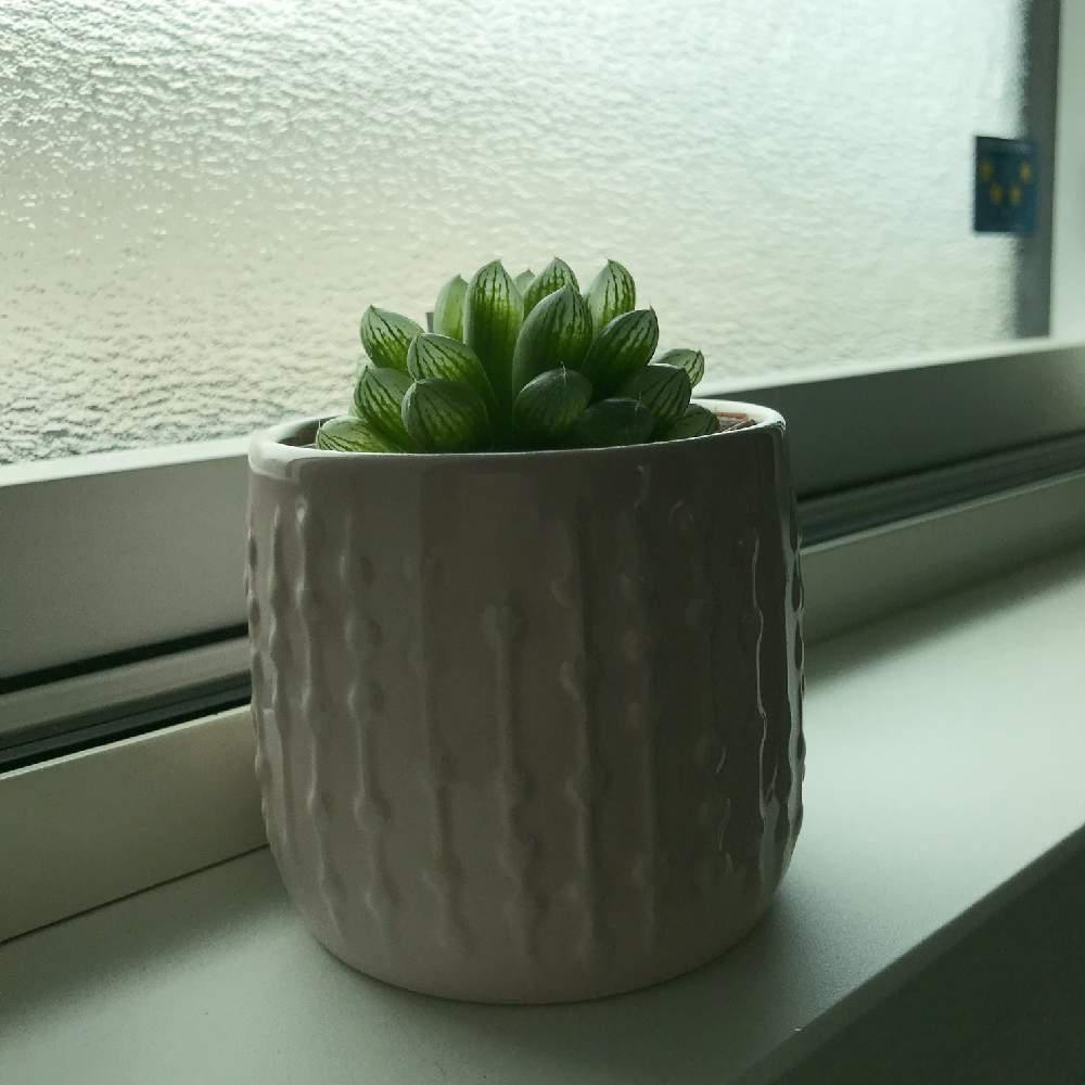 ハオルチア オブツーサの投稿画像 By のりたまさん 多肉植物と100均と多肉大好きと鉢カバー 21月4月8日 Greensnap グリーンスナップ