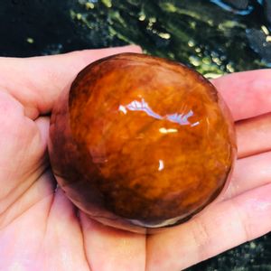 アボカド,avocado,palta,水耕栽培,アボカド栽培の画像