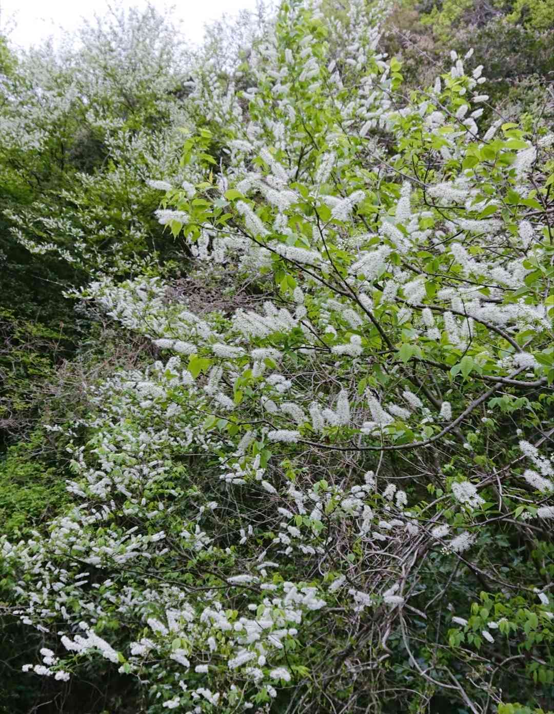 600 山採り ウワミズザクラ 樹木シリーズ⑫ ウワミズザクラ| あきた森