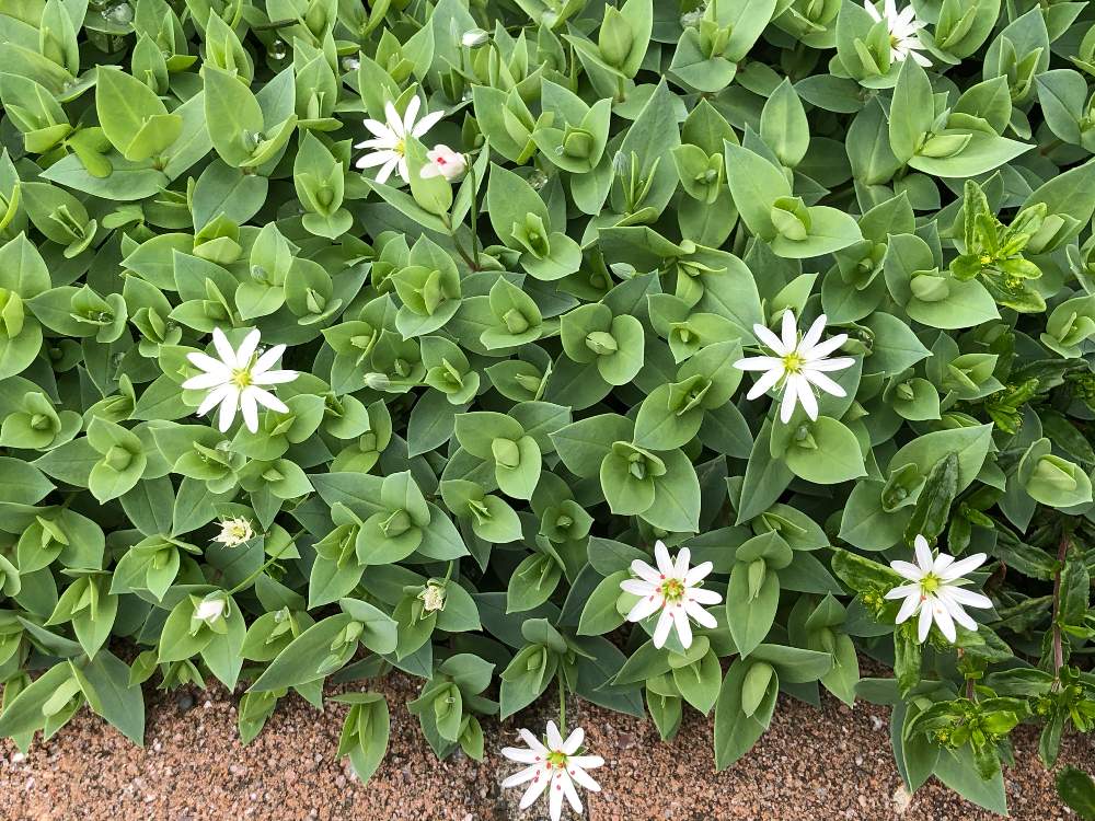 Jozpictsipwp8 最高のコレクション グランドカバー 白い花 種類 グランドカバー 白い花 種類
