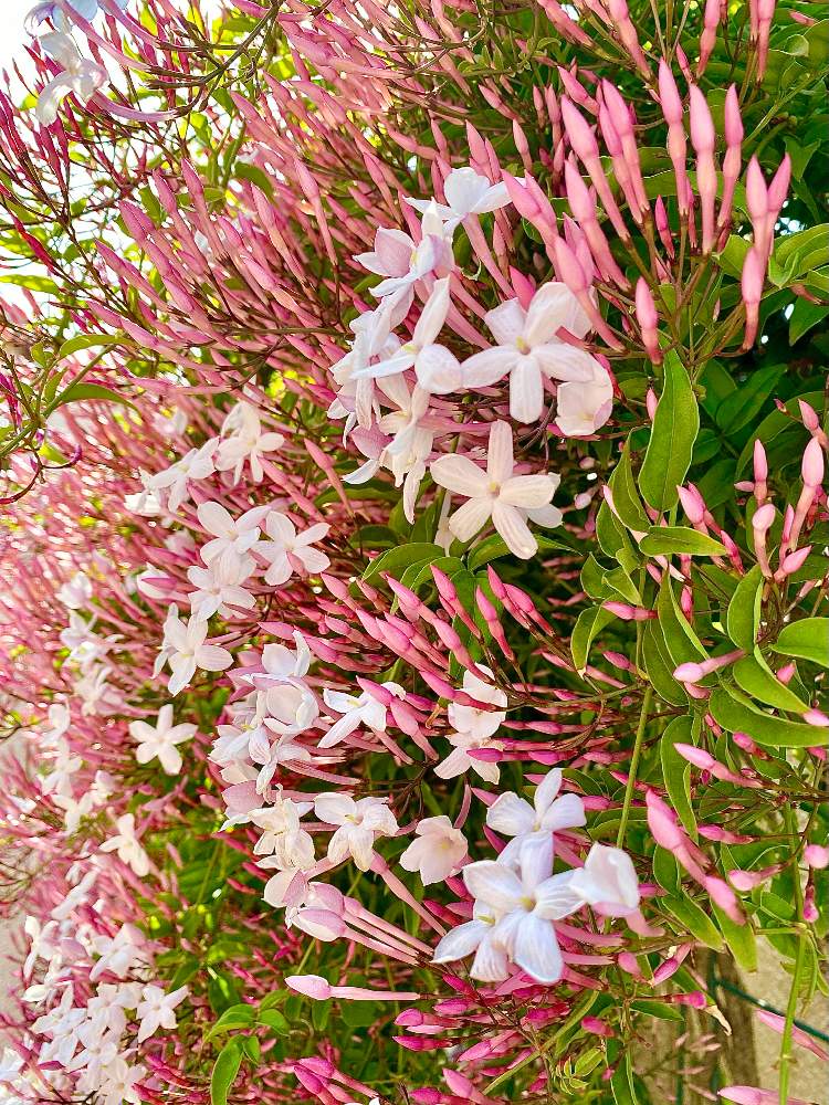 ハゴロモジャスミンの投稿画像 By Ohba Chiseさん 白い花と花のある暮らしと香る花 21月4月8日 Greensnap グリーンスナップ