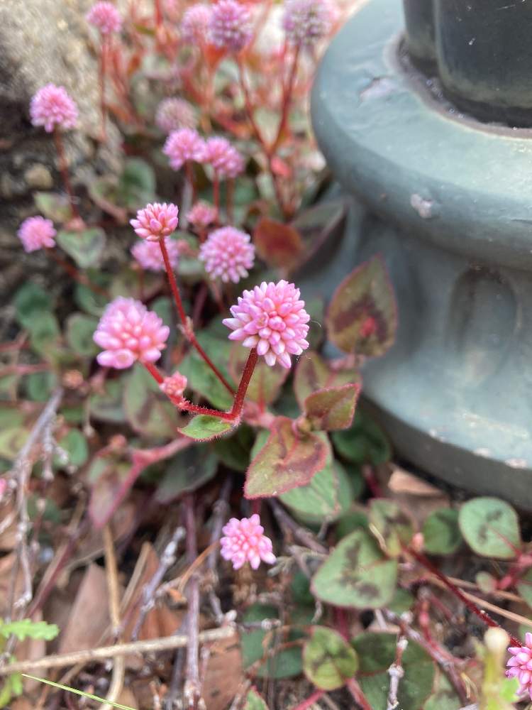 ヒメツルソバの投稿画像 By イドさん 21月4月8日 Greensnap グリーンスナップ